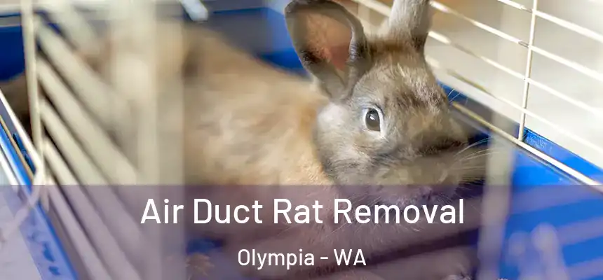 Air Duct Rat Removal Olympia - WA