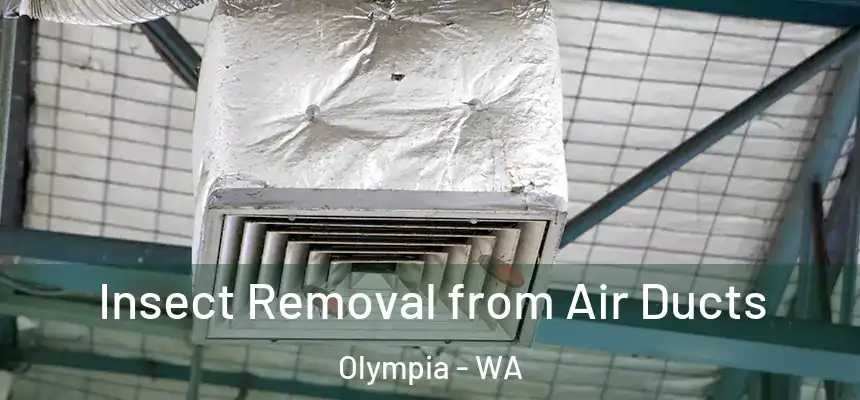 Insect Removal from Air Ducts Olympia - WA