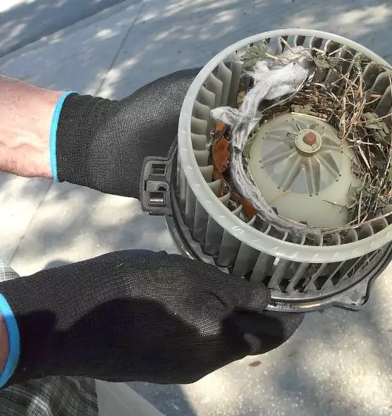 About Air Duct Mice Removal in Olympia, WA